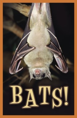 9781682160176 Bats